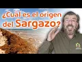 Cual es el origen del Sargazo