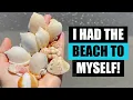 Download Lagu What is on the beach today? Did I drive across the state for nothing?