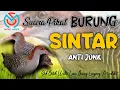 Download Lagu Suara PIKAT Burung SINTAR. Ampuh Untuk Panggil Agar CEPAT KELUAR. Very Beautiful Rice Field Animals