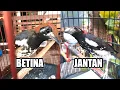 Lagu Ciri-Ciri Anis Kembang Jantan dan Betina.!!!