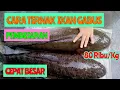 Download Lagu CARA TERNAK IKAN GABUS DI KOLAM TERPAL, PEMBESARAN IKAN GABUS || CEPAT PANEN