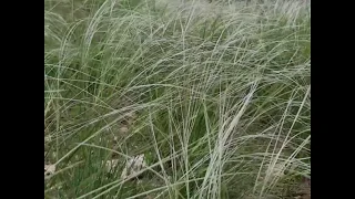 Одна любов на все життя The Single Love For All Life 