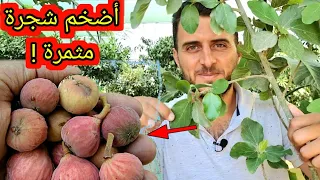 أضخم شجرة مثمرة تثمر بغزارة ثمار لذلذة يجب تواجدها في كل منزل    الجميز دندنها