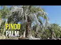 Download Lagu Pindo Palm