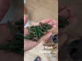 Leafless Pothos Propagation Update