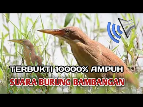 Download MP3 SUARA BURUNG BAMBANGAN COKLAT | SUARA PIKAT BURUNG BAMBANGAN MERAH TERBUKTI 10000%