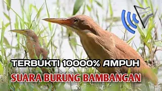 suara burung bambangan coklat suara pikat burung bambangan merah terbukti 10000 