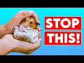 18 Things You Do That Your Hamster HATES