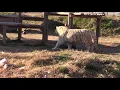 Joe Exotic the Tiger King Gets Dragged Through Tiger Arena