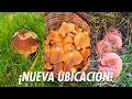 Download Lagu 🍄 ZONA ESPECTACULAR de BOLETUS y NÍSCALOS! 