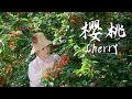 Download Lagu Chinese Little Cherry — A Seasonal Wild Mountain Delicacy in Summer【滇西小哥】