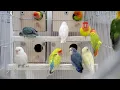 Download Lagu Suara Burung Lovebird Agar Burung Lovebird Anda Senang dan Ceria!