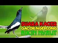 Download Lagu Suara kacer gacor ngeplong, pancingan kacer cepat bunyi, masteran kacer durasi panjang!