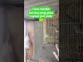 Lagu cara melatih burung giras jd jinak #burung #fajarhobiburung #kicaumania #kungmania #tekukur #birds