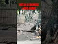 Download Lagu Hutan larangan jawa barat, gak semua orang boleh masuk gaes!!