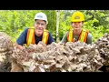 Amazing Amethyst Mines of Ontario