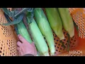 Download Lagu Entah kenapa, saya tidak cukup tidur selama musim jagung.