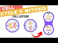Chapter 12 - The Cell Cycle and Mitosis Spindle kinetochores checkpoints Cyclins CDKs cancer