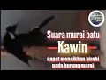 Download Lagu Suara murai batu kawin || terapi untuk menaikan birahi murai di kandang ternak