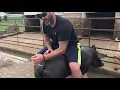 How to Breed a Gilt or Sow Shipley Swine Genetics