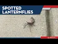 Spotted Lanternflies Explained Everything You Need To Know