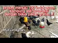 Download Lagu 100 indukan Ayam AKA dengan pakan gratis