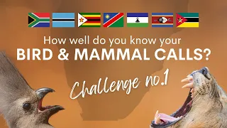 Download How well do you know your Southern African BIRD \u0026 MAMMAL CALLS | Challenge no.1 MP3