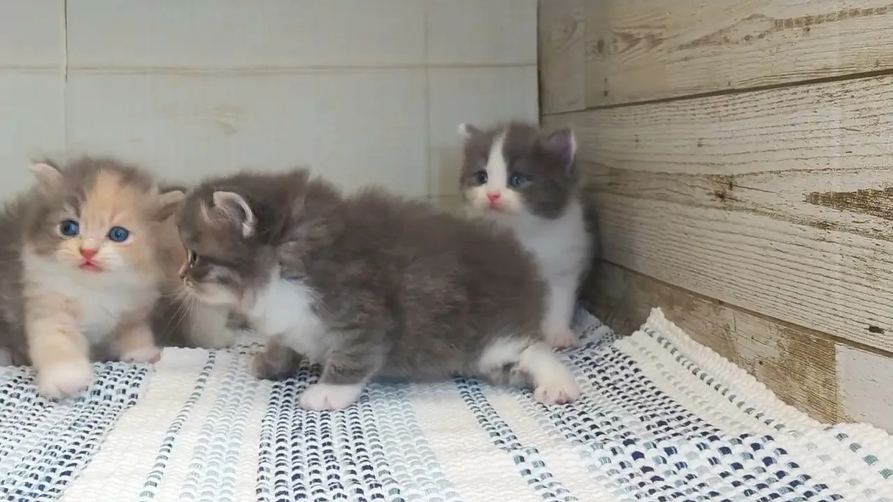 動画