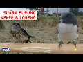 Download Lagu Suara Burung Kekep Babi | Dan Suara Burung Sriti Loreng
