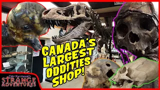 TOURING THE LARGEST ODDITIES SHOP IN CANADA Complete SHOP and MUSEUM tour