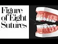 Figure-of-8 Suture Technique Ultimate Step-by-Step Tutorial for Dental Students