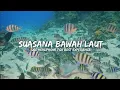 Download Lagu RELAKSASI SUARA BAWAH LAUT