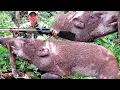 Download Lagu FULL KOMPILASI😱😱BERBURU ROBOHNYA 05 EKOR BABI HUTAN JUMBO//deadly hunting with spesial airguns