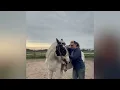 Hidden Acres Kings Good Rook 2022 Gypsy Vanner Stallion WWW SUPREMEEQUINEMARKETING CA