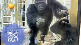 excited silverback gorilla longs to mate with female the momotaros group