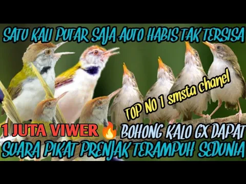 Download MP3 Terdasyat😲‼️Suara Pikat Burung Prenjak Lumut Paling Ampuh 2023 @smstachanel