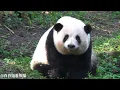 Download Lagu 五岁零三天！花花乖乖坐在路边等爷爷😂😂