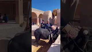 درسته گاوه ولی احمق که نیس کویر ورزنه گاو چاه ورزنه Marasem Majales Varzane 