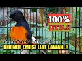 Download Lagu PENUH EMOSI || AKSI MB BORNEO KETEMU LAWAN TARUNG BIKIN MURAI DIAM CEPAT BUNYI
