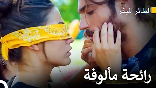 قلبي وجد السكينة معك سلسل الطائر المبكر 