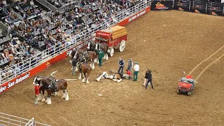 Download Budweiser Wagon Accident at the SA Rodeo 2023 MP3