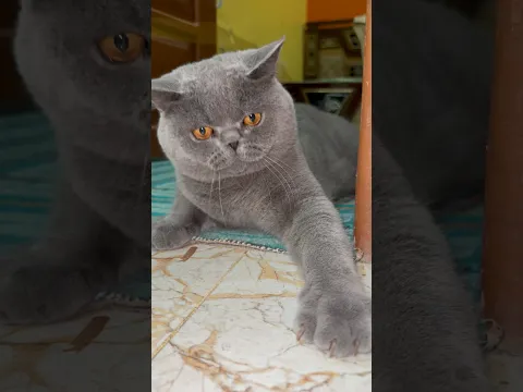 This Cute Cat’s Determination Is 100%! 🥺😾