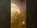 Download Lagu Today's fireworks show theme: big and small! Good luck!!#amazing fireworks show#cool fireworks show!
