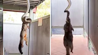 أُبوسوم في ورطة قاتلة… والثعبان لا يرحم!