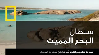 عندما تهاجم القروش شاطئ أستراليا المميت ناشونال جيوغرافيك أبوظبي 
