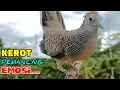 Download Lagu Perkutut Lokal Gacor RAJA PIKAT Ahlinya Bikin Semua Burung Perkutut Ikut Bunyi