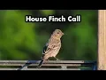 Download Lagu Suara Burung Finch Rumah Betina - Suara Burung