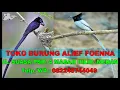Download Lagu Suara Pikat MP3 Burung Tali Pocong Durasi Panjang - Suara Burung Seriwang