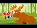 Incredible Moose Fact for Kids