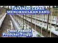 Lagu PUPUK KOCOR PERTAMA TANAMAN TIMUN SUPAYA TUMBUH JOS
